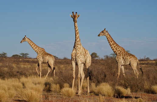 A male giraffe stands over the trees in Kruger National Park in South Africa, profile on blue-sky background