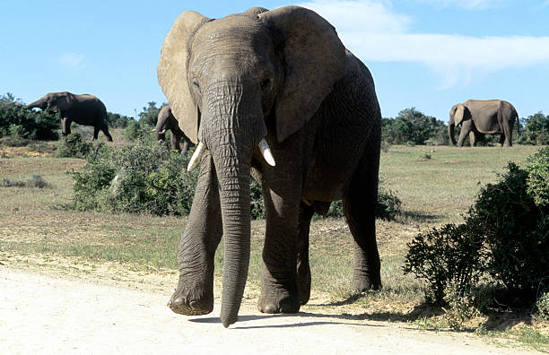 istock South Africa, Eastern Cape Province, African Elephants. 183412808