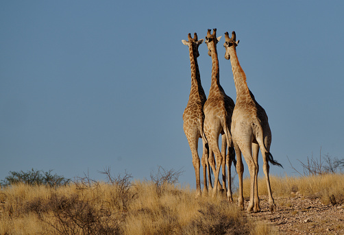 Giraffe survive in the western Kalahari in Mariental, Hardap Region, Namibia