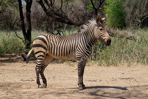 a Hartmann's Zebra survives in central Namibia in Omaruru, Erongo Region, Namibia