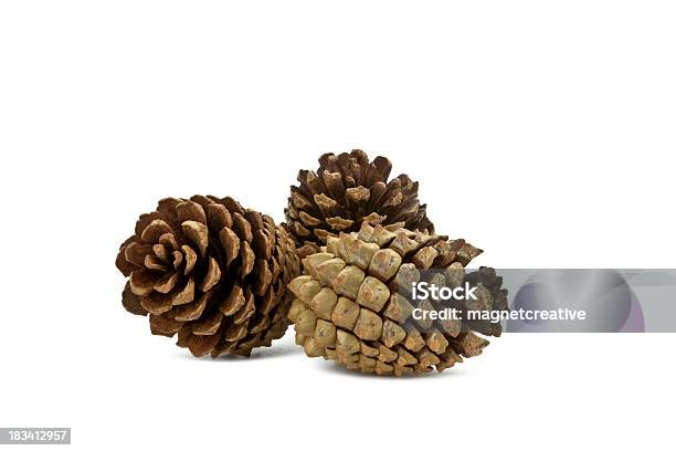 Tres Conos De Pino Foto de stock y más banco de imágenes de Piña de piñones - Piña de piñones, Fondo blanco, Recortable