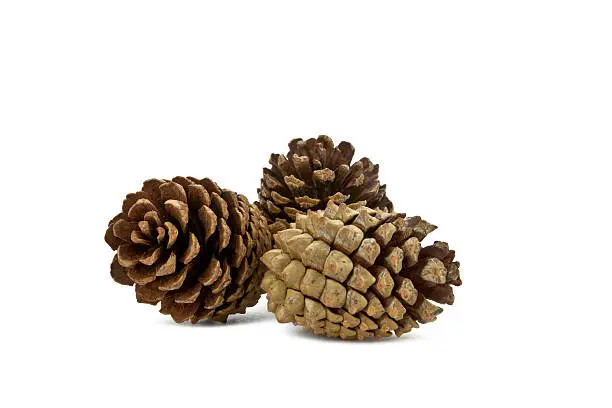 Three pine cones on a pure white background