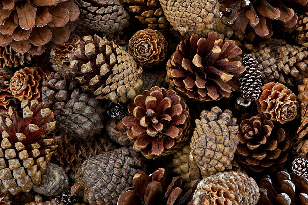 Pine Cones Galore Wall-to-wall pine cones pinecone stock pictures, royalty-free photos & images