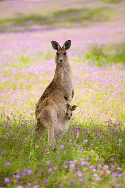 kangaroo und joey - marsupial animal vertical kangaroo stock-fotos und bilder