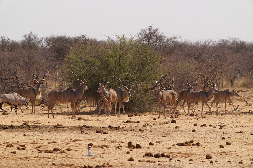 a herd of male Kudu approach a waterhole in Namibia in Namutoni, Oshikoto Region, Namibia