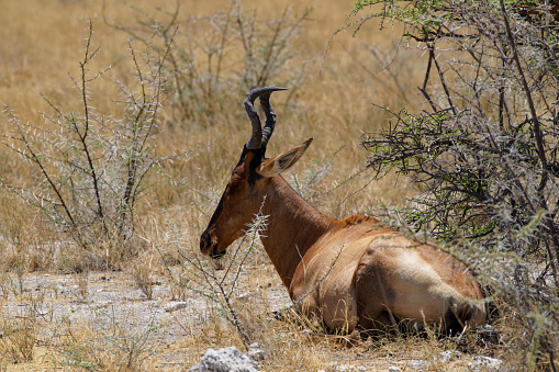 a red Hartebeest rests in the shade in Halali, Oshikoto Region, Namibia