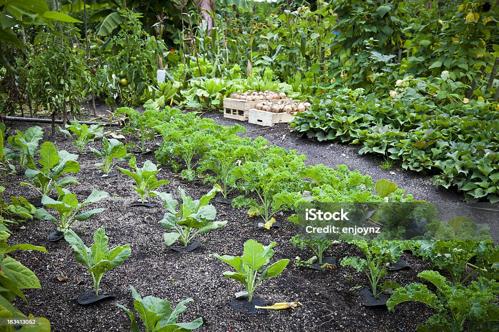 野菜のパッチ - オーガニックのロイヤリティフリーストックフォト