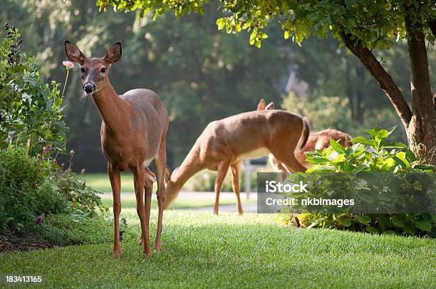 Curious Deer Looking Grazing In The Morning Stock Photo - Download Image Now - Deer, Yard - Grounds, Residential District