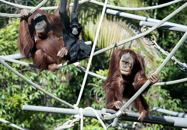Photo of Orangutan