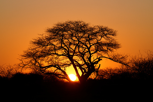 Serene view of a silhouette of a Marabou stork on a tree at sunset in Chobe National Park