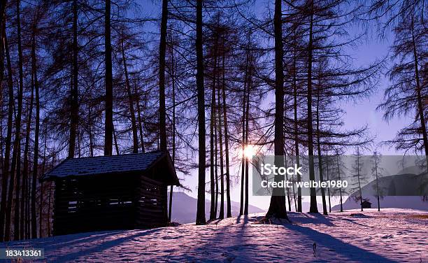 Schatten Der Bäume In Violet Winter Sun Stockfoto und mehr Bilder von Abgeschiedenheit - Abgeschiedenheit, Abgestorbene Pflanze, Abschied