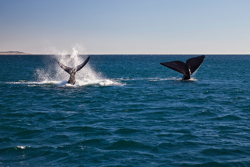 Southern Right Whales (Eubalaena australis) at Puerto Pyramides off the Valdes Peninsula in Argentina.