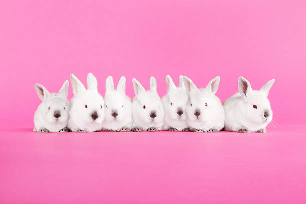 Seven white baby bunny rabbits lined up in a row facing the camera on a pink background.