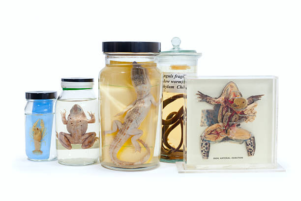 Animal Specimens Stock Photo - Download Image Now - Jar, Formaldehyde, Animal - iStock Animal Specimens Stock Photo - Download Image Now - Jar, Formaldehyde, Animal - iStock