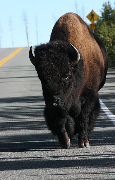 istock Bison Walks Along Road in Yellowstone National Park 183413674