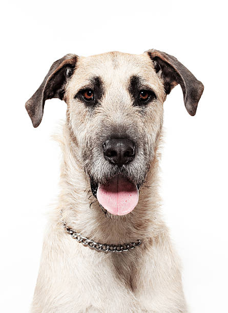 Portrait of an Irish Wolfhound - Dog.See my Dog Portrait Lightbox here: