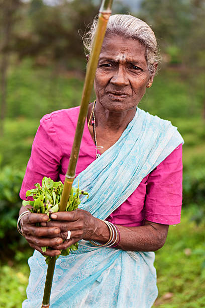 istock Tamil tea pickers collecting leaves, Sri Lanka 183413795
