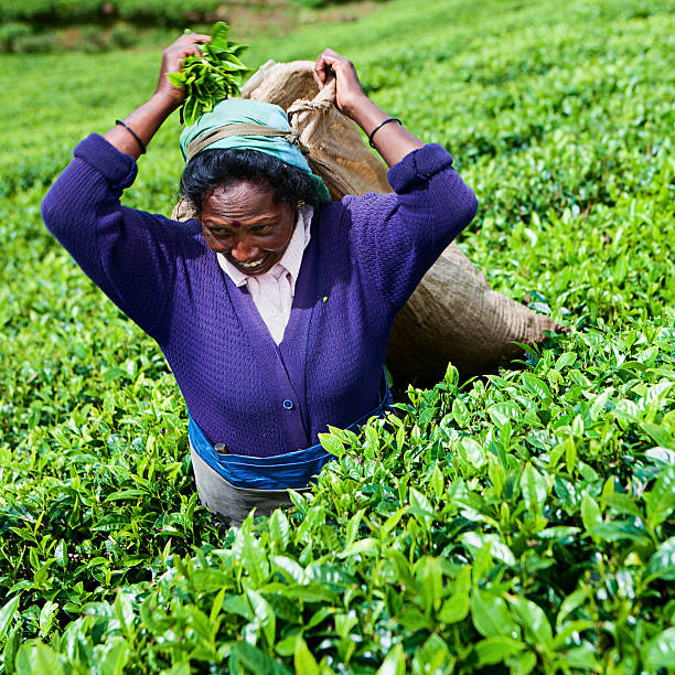 우타르 차 농장을 수집 잎, 스리랑카 - tea crop farmer tea leaves plantation 뉴스 사진 이미지