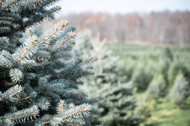 istock Evergreen trees at a Christmas tree farm. 1834141589