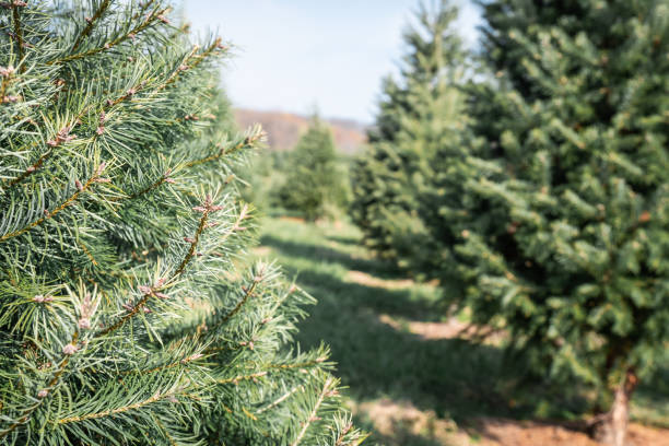 istock Rows of evergreen trees at a Christmas tree farm. 1834141590