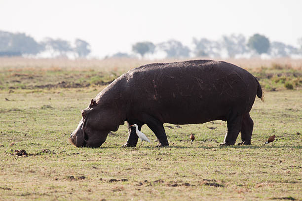 Grazing Hippo stock photo