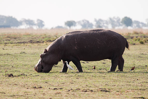 Grazing Hipopótamo - foto de acervo