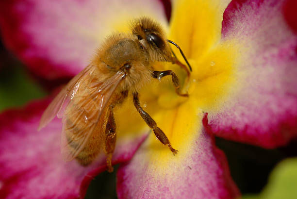 honey bee on flower stock photo