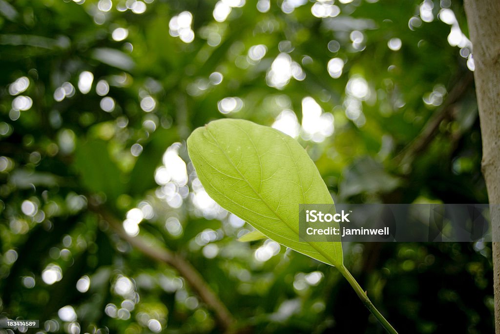 Giovane Foglia di crescita nella foresta - Foto stock royalty-free di Alberello