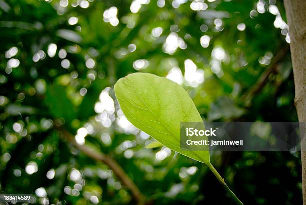 Giovane Foglia Di Crescita Nella Foresta - Fotografie stock e altre immagini di Alberello - Alberello, Albero, Ambiente