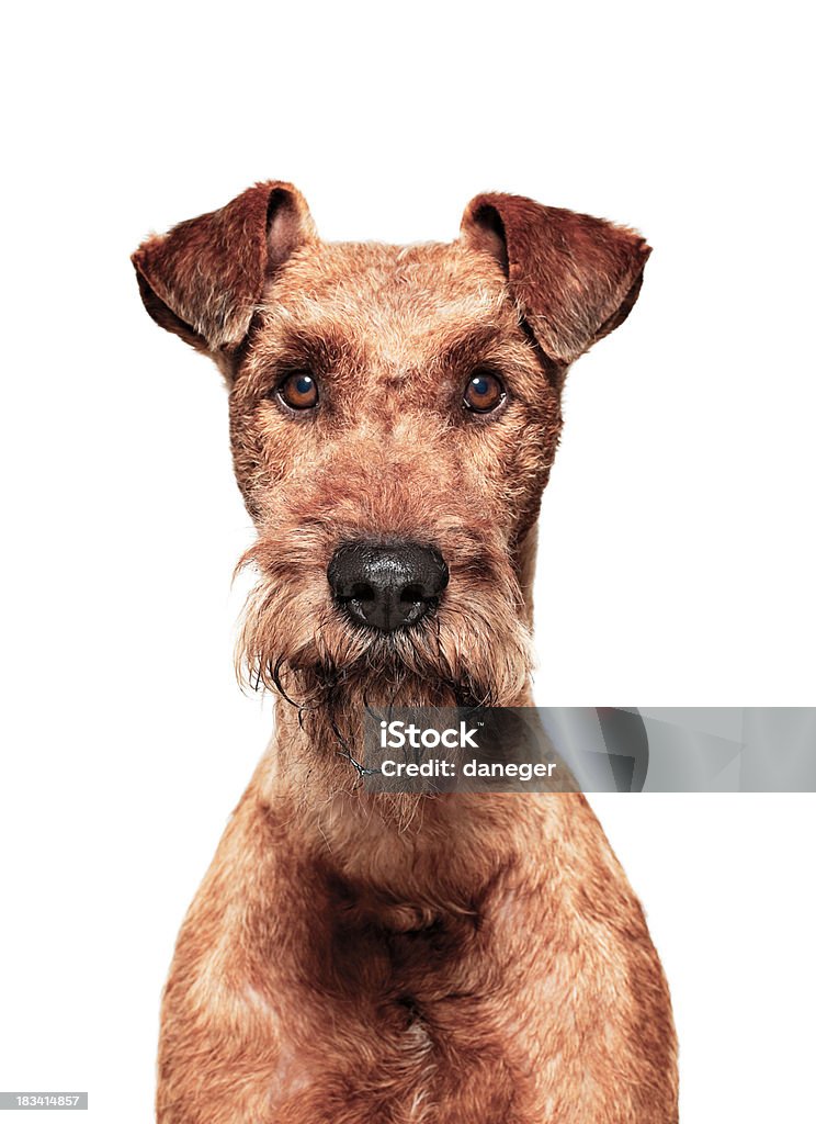 Retrato de perro Terrier irlandés - Foto de stock de Animal libre de derechos