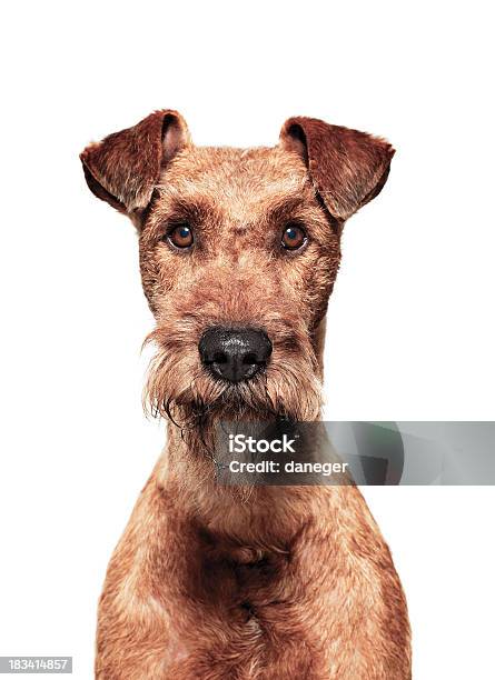 Retrato De Perro Terrier Irlandés Foto de stock y más banco de imágenes de Animal - Animal, Animal joven, Blanco - Color