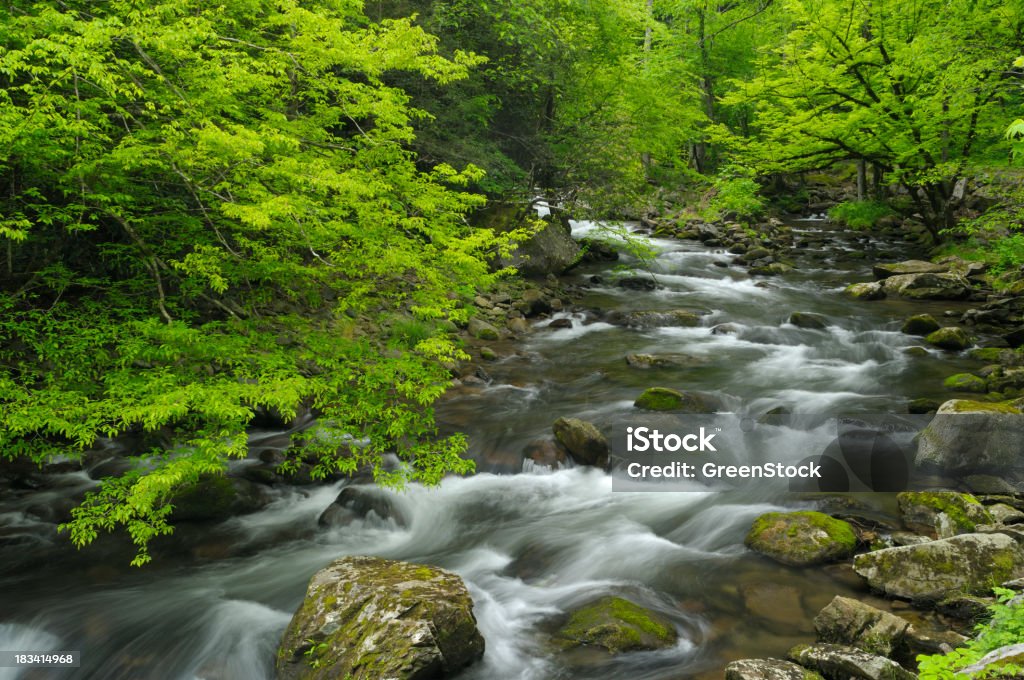 Frühling in den Great Smoky Mountains National Park, Tennessee, USA - Lizenzfrei Quellwasser Stock-Foto