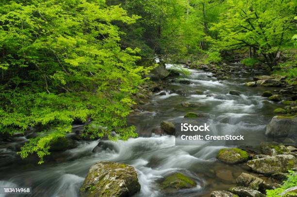 Primavera En El Parque Nacional Great Smoky Mountains Tennessee Usa Foto de stock y más banco de imágenes de Manantial - Corriente de agua