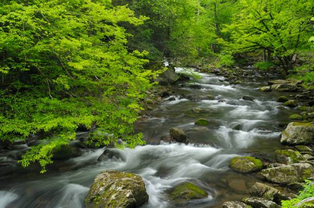 wiosna w park narodowy great smoky mountains, tennessee, stany zjednoczone - tennessee waterfall stream forest zdjęcia i obrazy z banku zdjęć