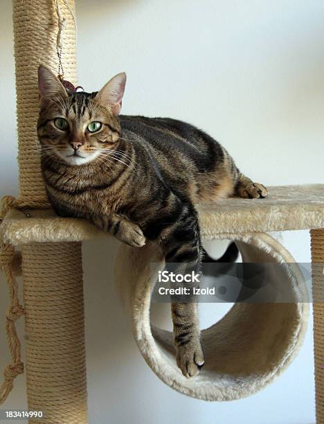 Brown Pręgowany Kot Na Drzewie - zdjęcia stockowe i więcej obrazów Kot domowy - Kot domowy, Dziki kot, Drzewo