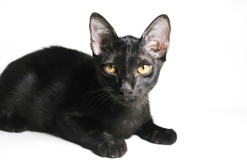 black cat looking at the camera, isolated on a white background