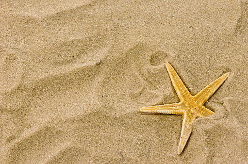 seashells close-up on the sandy beach of the North Sea