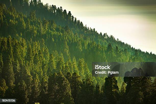 Photo libre de droit de Mist Sur Les Montagnes De La Sierra Nevada banque d'images et plus d'images libres de droit de Forêt - Forêt, Arbre, Environnement