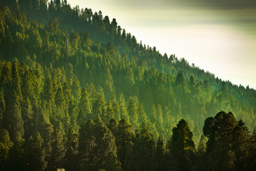Trees and mist in the green forest of Stanislaus National Forest from Yosemite National Park