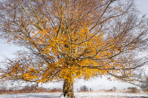 Beech tree with yellow leaves on a snowy field in autumn.