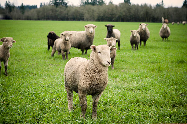istock Excitement in the sheep field 183415196