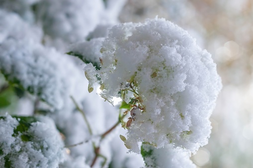 Snow is falling and covering white flowers in a park in Chicago.