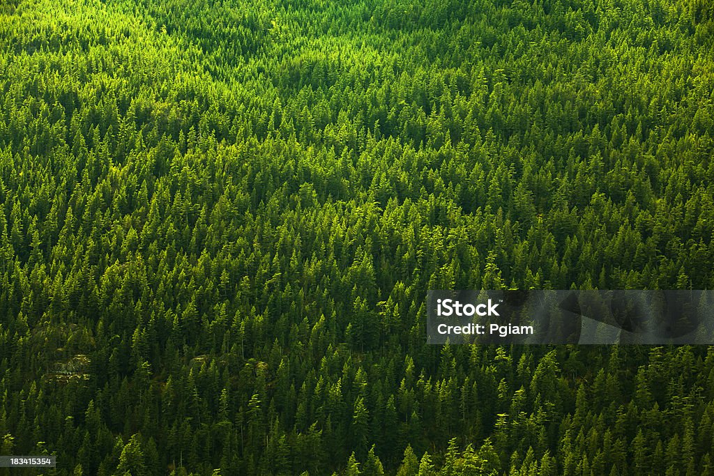 Fundo de floresta - Royalty-free Colúmbia Britânica Foto de stock