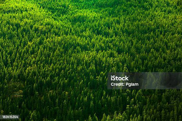 Fundo De Floresta - Fotografias de stock e mais imagens de Colúmbia Britânica - Colúmbia Britânica, Cor verde, Floresta