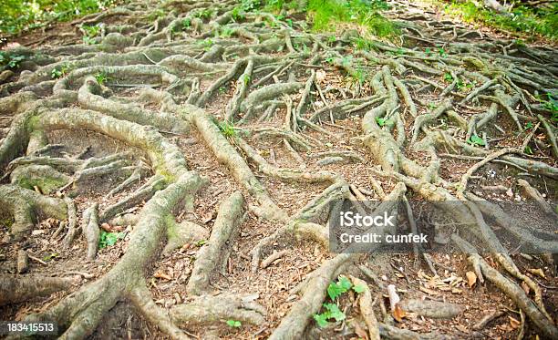 Spiry Wurzeln Stockfoto und mehr Bilder von Abstrakt - Abstrakt, Abstrakter Bildhintergrund, Alt