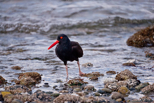 Black Oystercatcher Wading in the Surf The Black Oystercatcher (Haematopus bachmani) is a distinctive black bird with a red bill and red-orange eye that inhabits the rocky shorelines of western North America. It ranges from the Aleutian Islands of Alaska to the coast of the Baja California peninsula. The black oystercatcher is not considered a threatened species; however, it is of high conservation concern throughout its range. Its global population size is estimated between 8,900 to 11,000 birds. The diet of the black oystercatcher consists of a variety of invertebrate marine life that clings to the rocks below the high tide line. This includes mussels, whelks and limpets but rarely oysters. This black oystercatcher was photographed while looking for food among the rocks at Marrowstone Spit in Fort Flagler State Park near Port Townsend, Washington State, USA. jeff goulden puget sound stock pictures, royalty-free photos & images