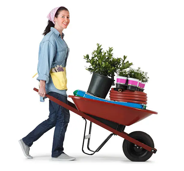 Photo of Woman transporting plants and gardening implements in a wheel barrow