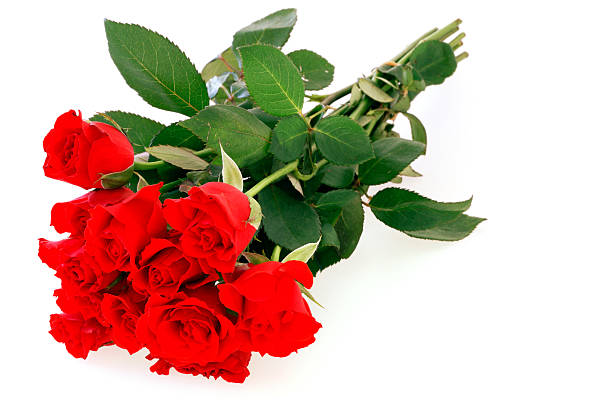 isolierte rote rosen bouquet - dozen roses stock-fotos und bilder