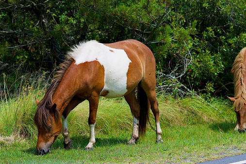 Wild ponies eat grass while grazing at one of the Assateague Island National Seashore campgrounds on Maryland’s Eastern Shore on a hot, summer day.