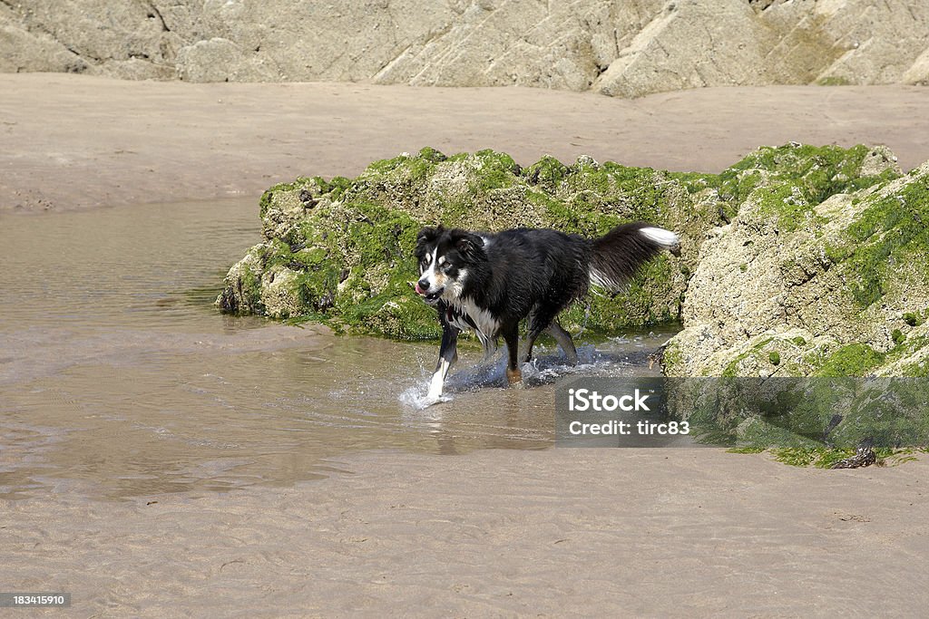 collie Border correndo na praia - Foto de stock de Animal royalty-free